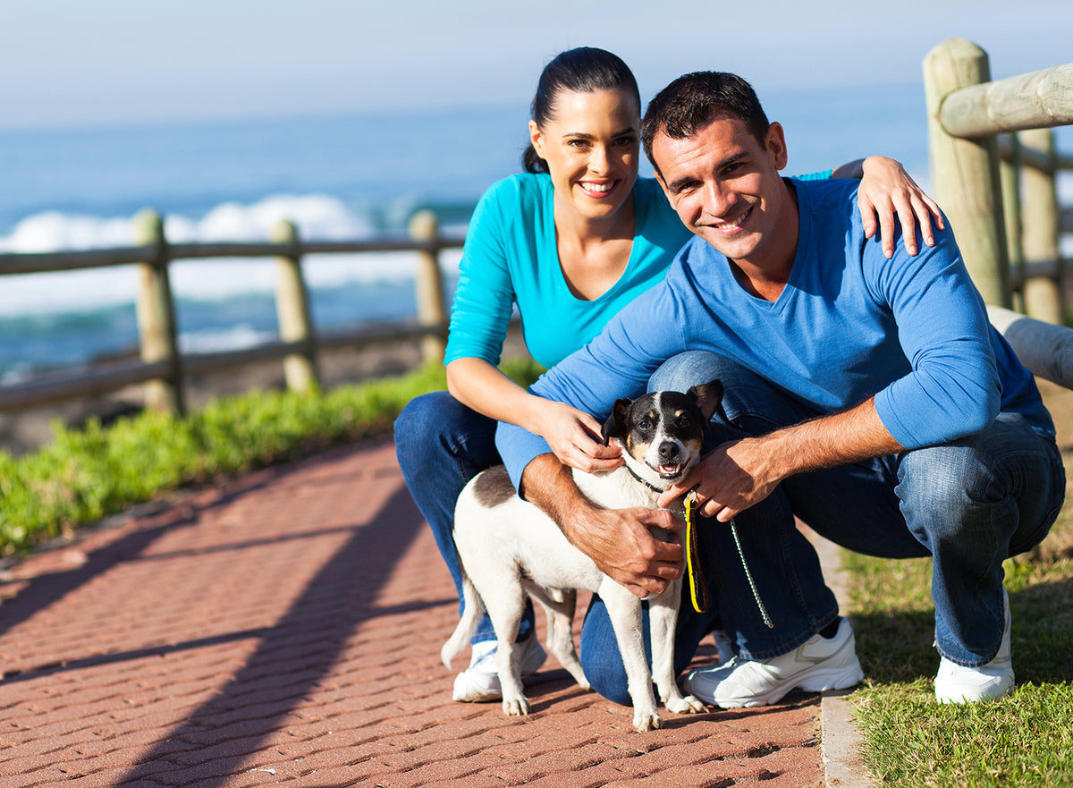 How To Optimize Luxury Vacation Rentals for Accompanying Pets