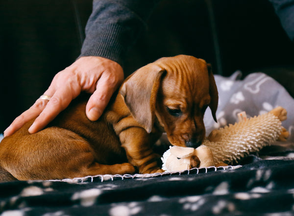 Posh Toys for the Posh Dog